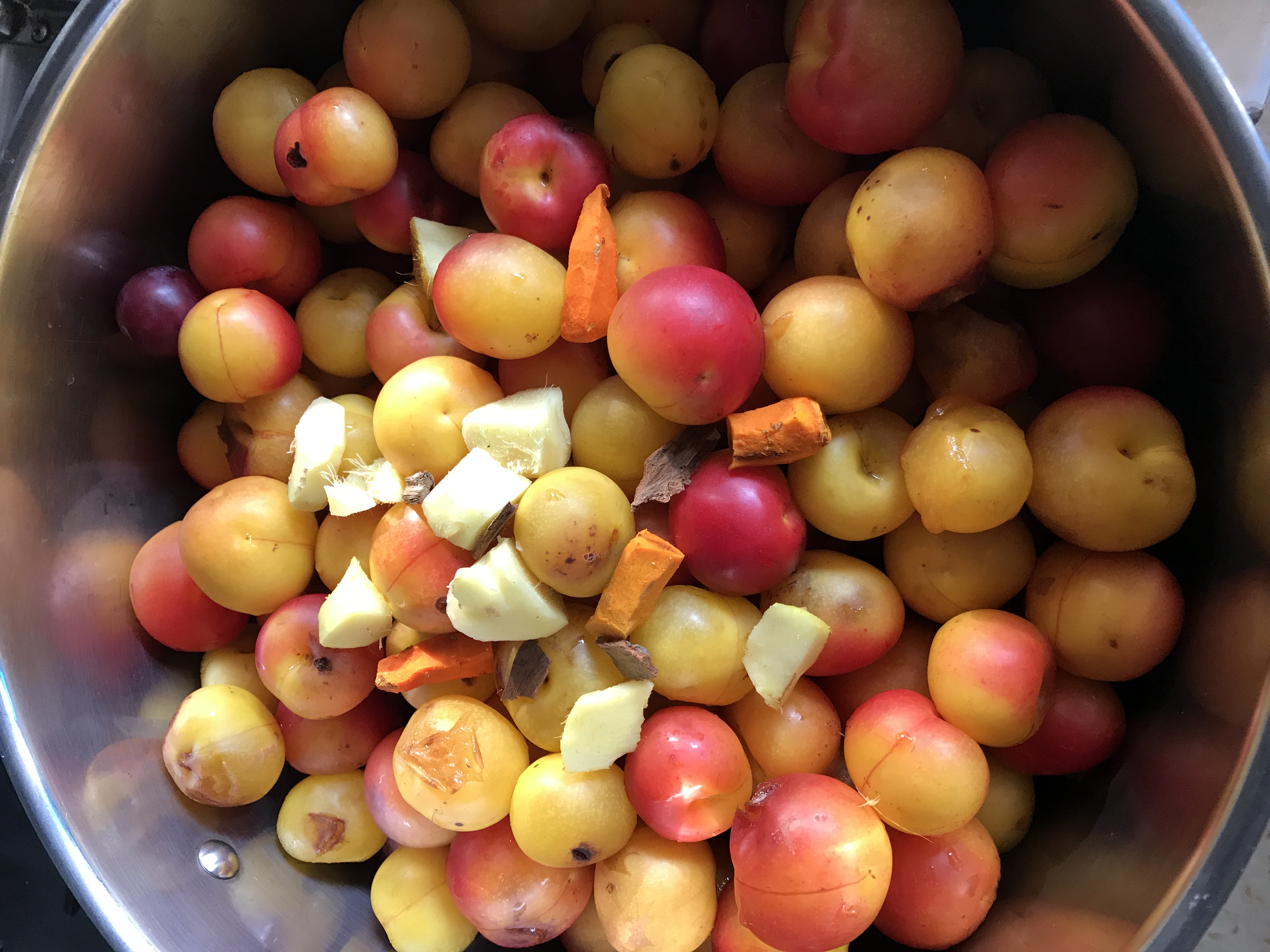 Rhubarb Tohumu