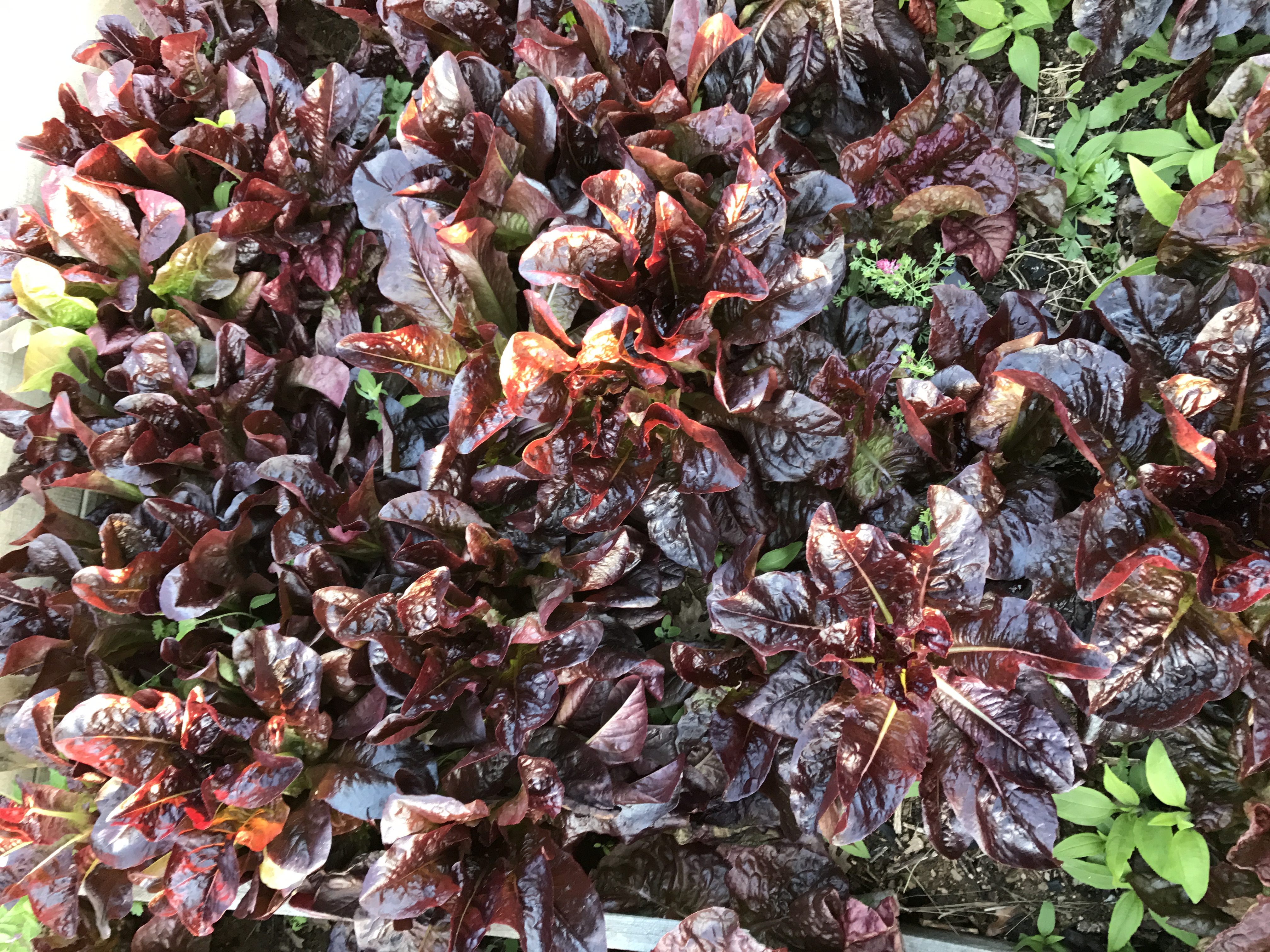 Fresh Lettuce